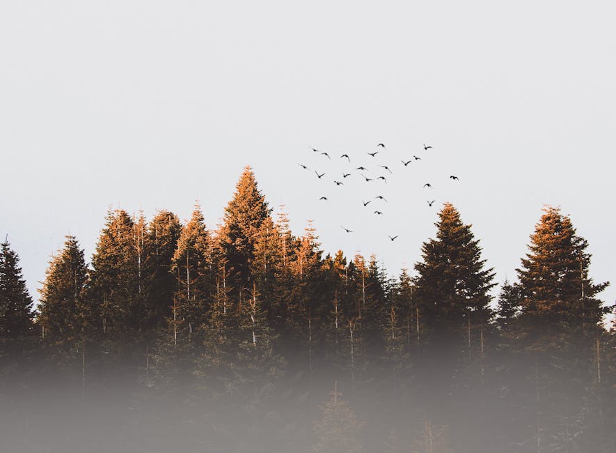 A serene image of evergreen trees shrouded in mist with birds flying above in daylight.