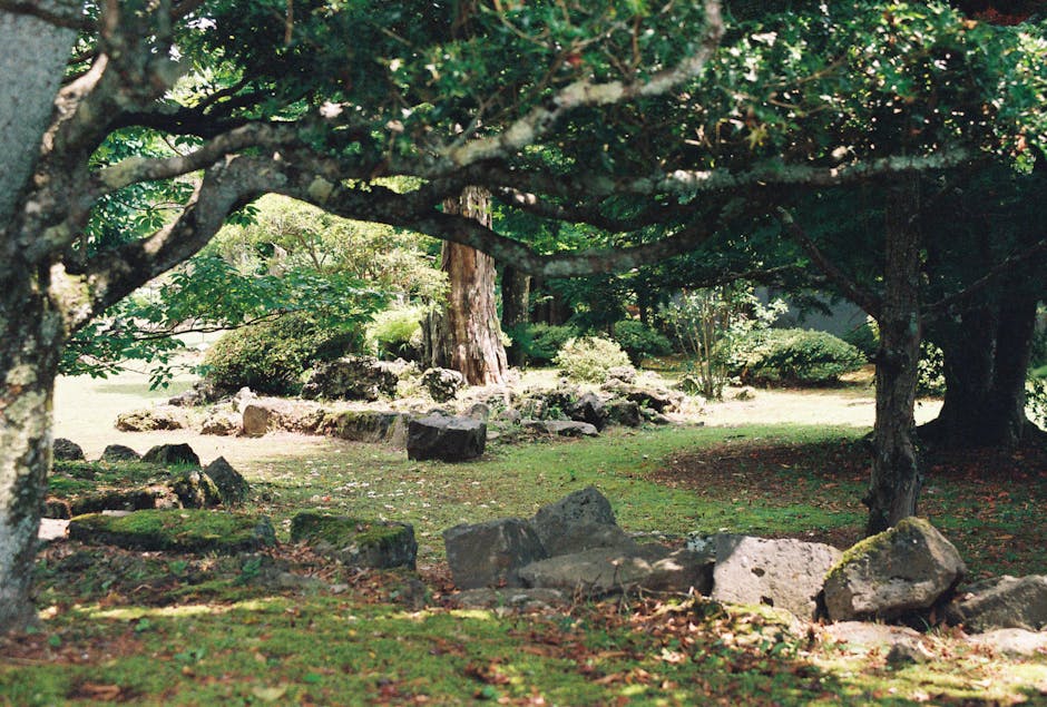 Peaceful view of lush greenery and rocks in a Japanese forest park in Oshino, Yamanashi.