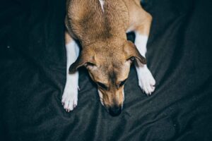 Top view of a brown dog lying down on a black background, emphasizing texture.