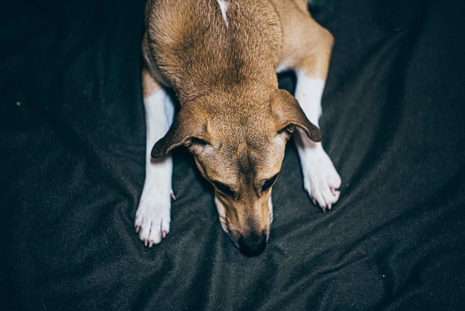 Top view of a brown dog lying down on a black background, emphasizing texture.