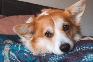 A charming Pembroke Welsh Corgi lying down with a thoughtful gaze on a patterned blanket.