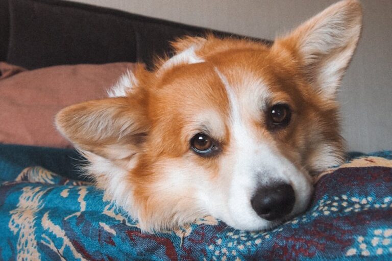 A charming Pembroke Welsh Corgi lying down with a thoughtful gaze on a patterned blanket.
