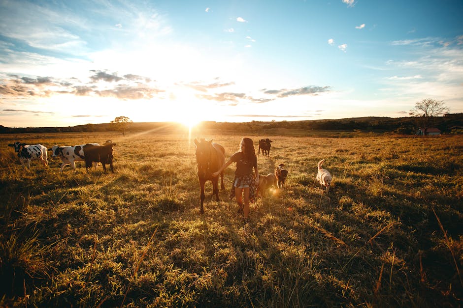 Full body of distant anonymous female stroking horse while standing on grassy pasture with cows and dogs with sun shining beh