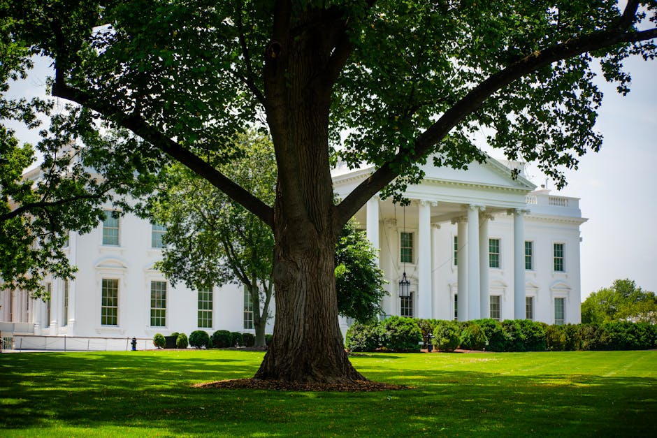 A view of the White House with lush greenery on a summer day, featuring a prominent tree.